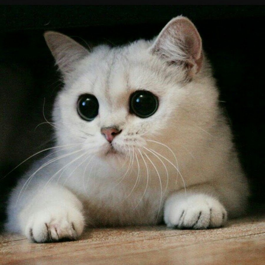 Кошка с большими голубыми глазами