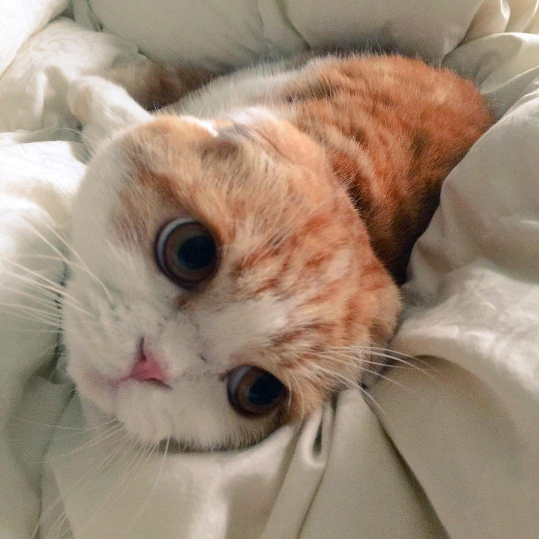 Картинки милых котят с большими глазами