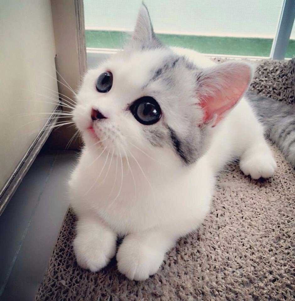 Милый котик в костюме