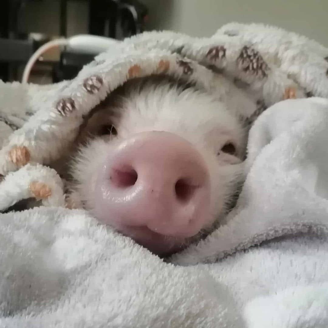 Доброе утро поросенок