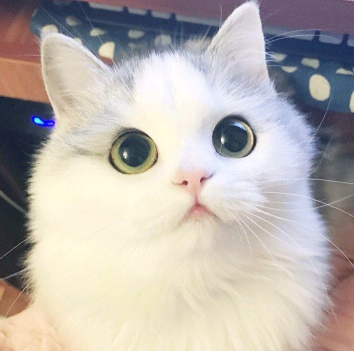 Манчкин Британская шиншилла