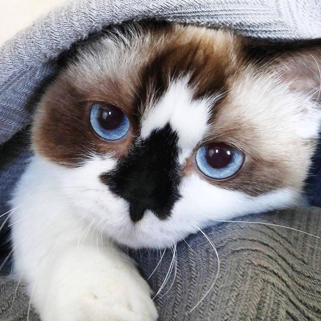 Жалобный котик