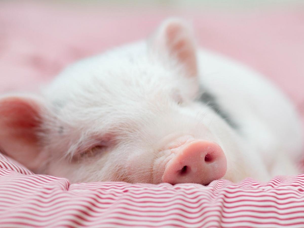 Маленький розовый поросенок