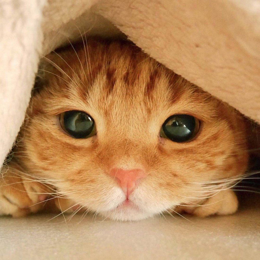 Рихардс Донскис