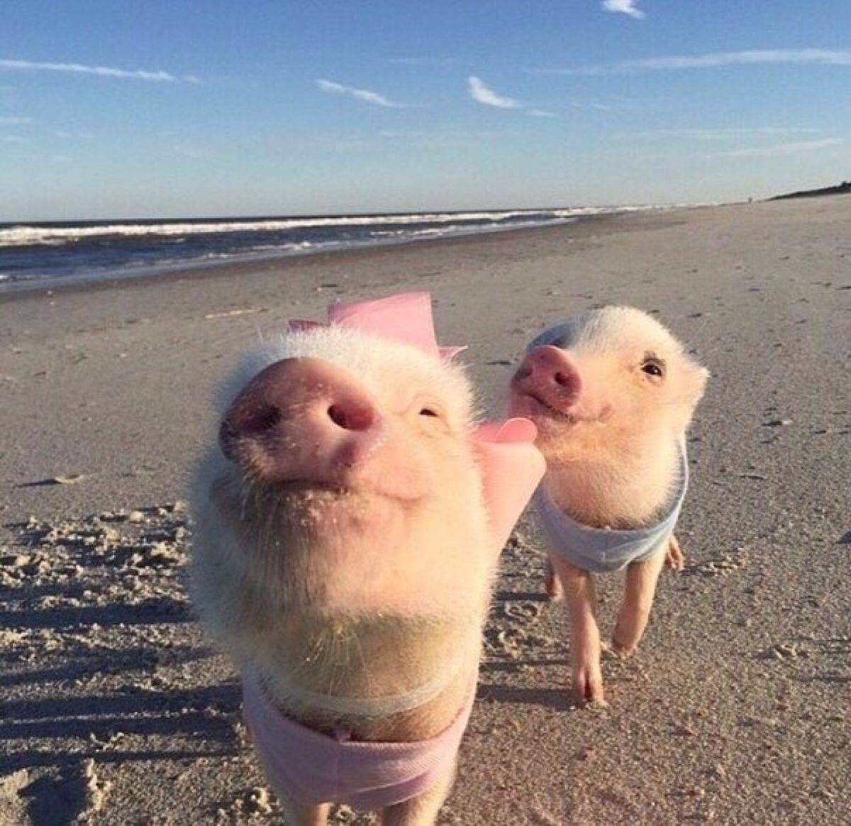 Счастливый поросенок