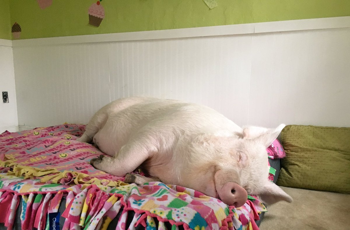 Хрюшка в кровати