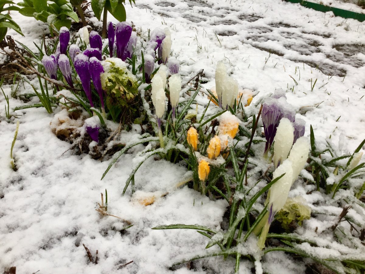 Ранняя Весна Эстетика