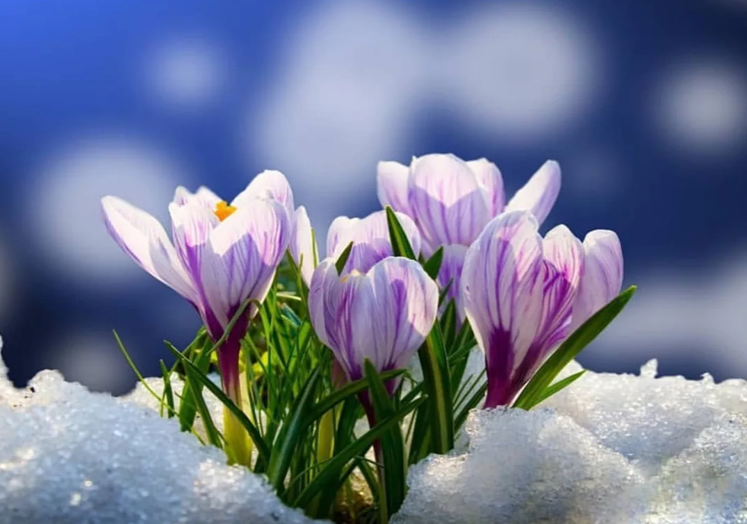 Первоцвет снежный