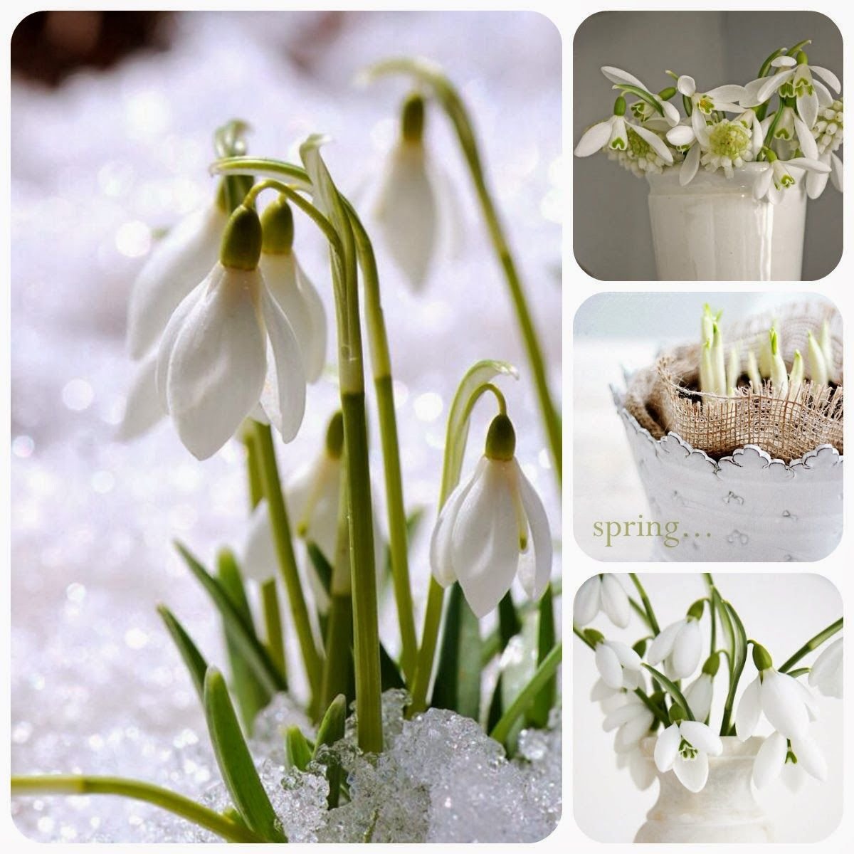 Весна подснежники крокусы