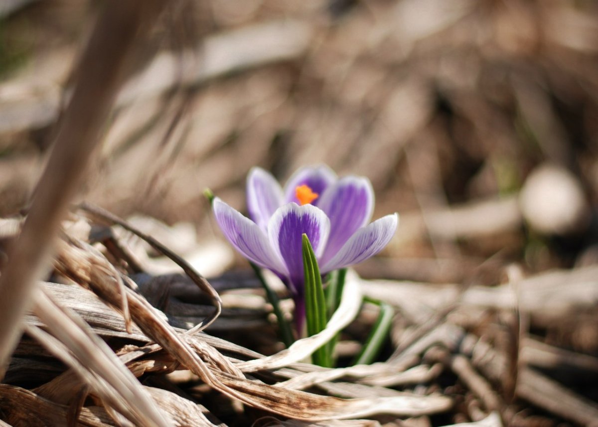 Первые цветы весны