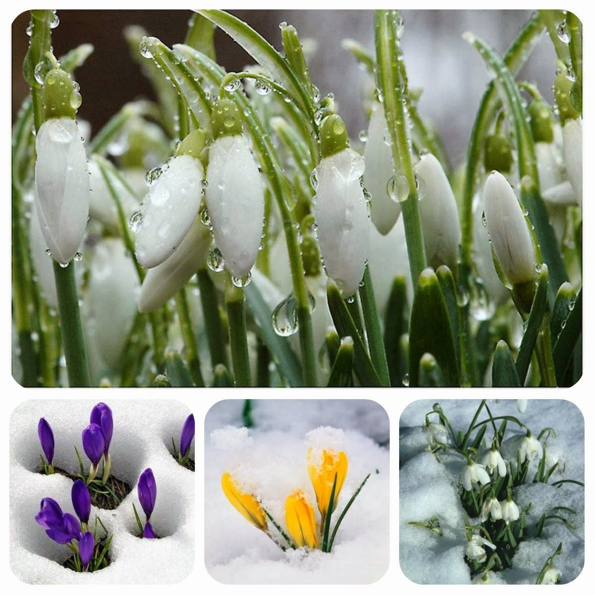 Крокусы в снегу