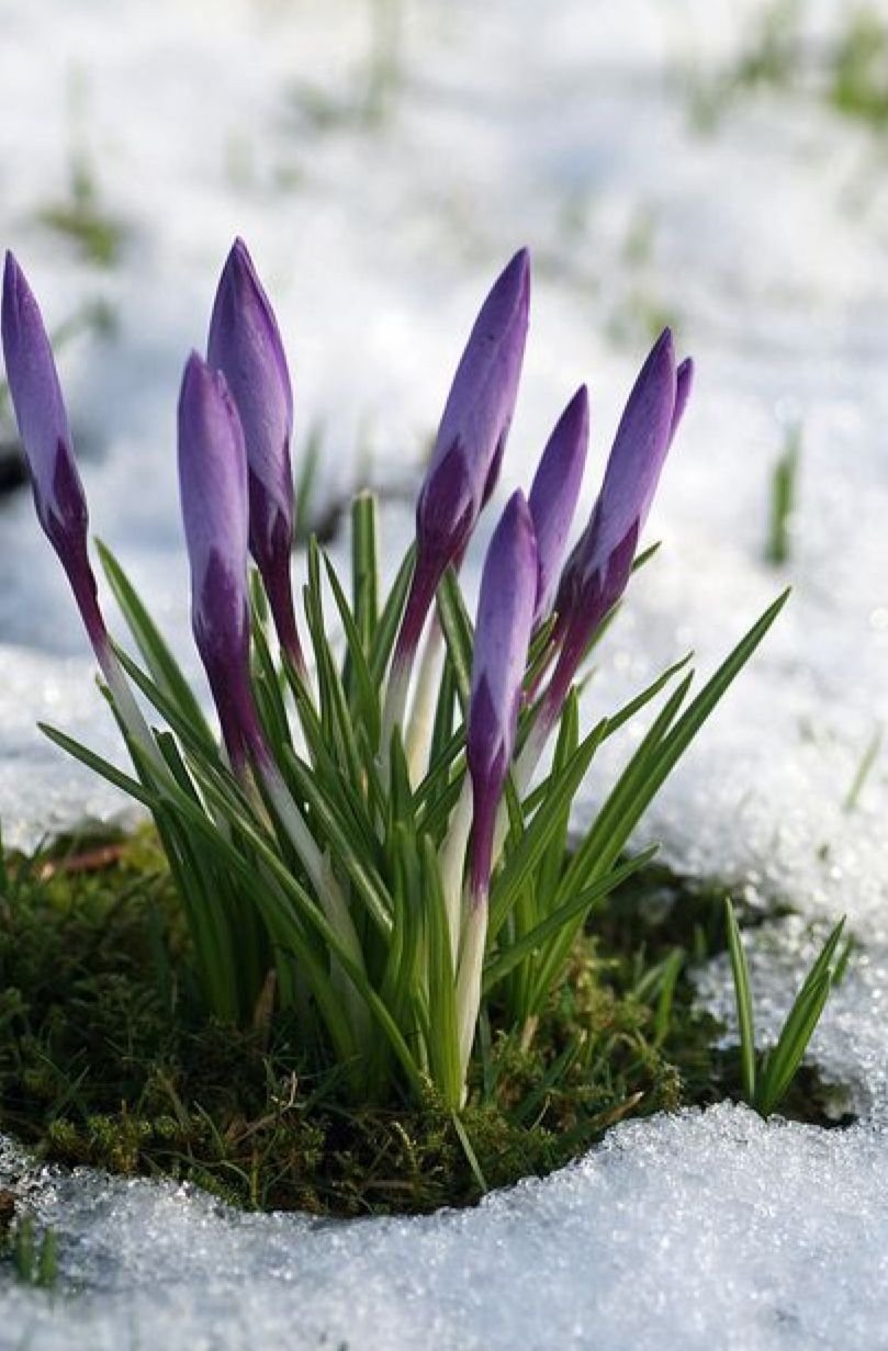 Букет на снегу