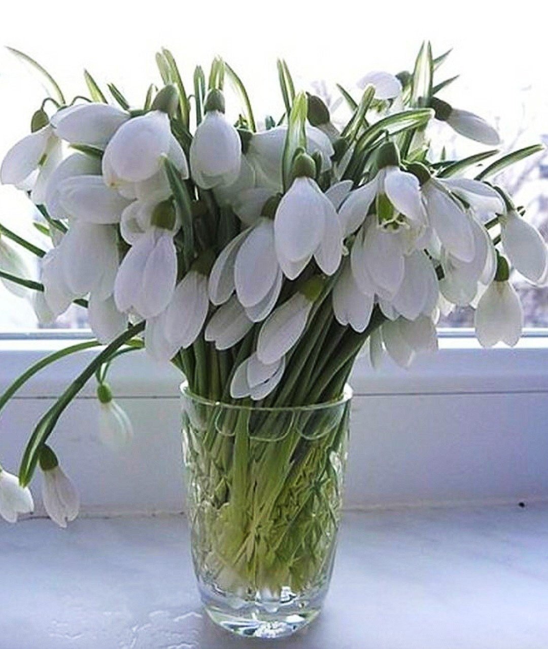 Красивые подснежники