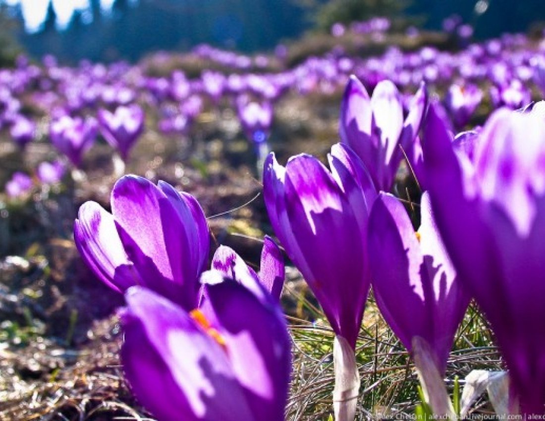 Весенние цветы