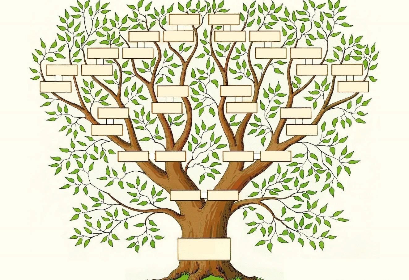 Дерево жизни 2 класс. Шежере родословная. Родословное дерево Шежере. Фэмили Древо Фэмили генеалогическое. Древо жизни родственников.