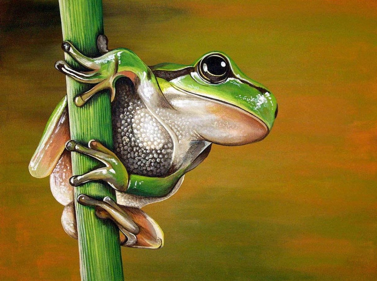 Лягушка гуашью
