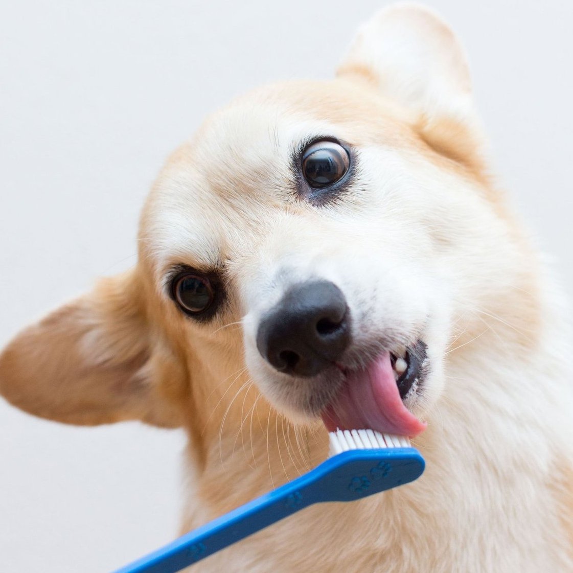 Собака с мячиком в зубах