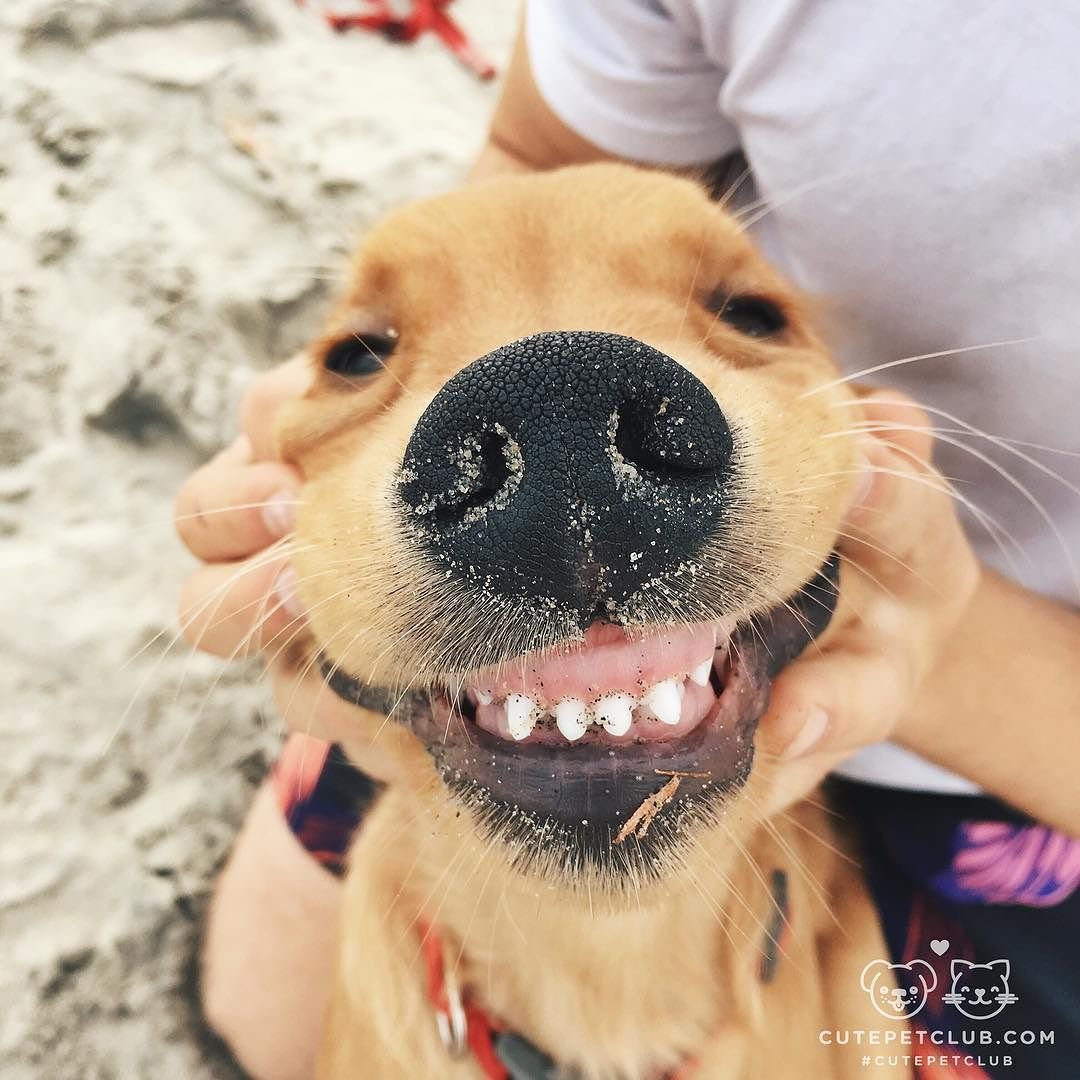 Собака ржет