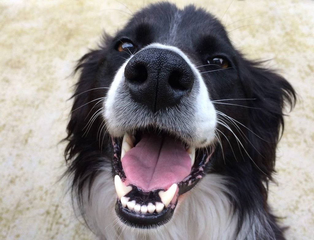 Чивини Туна