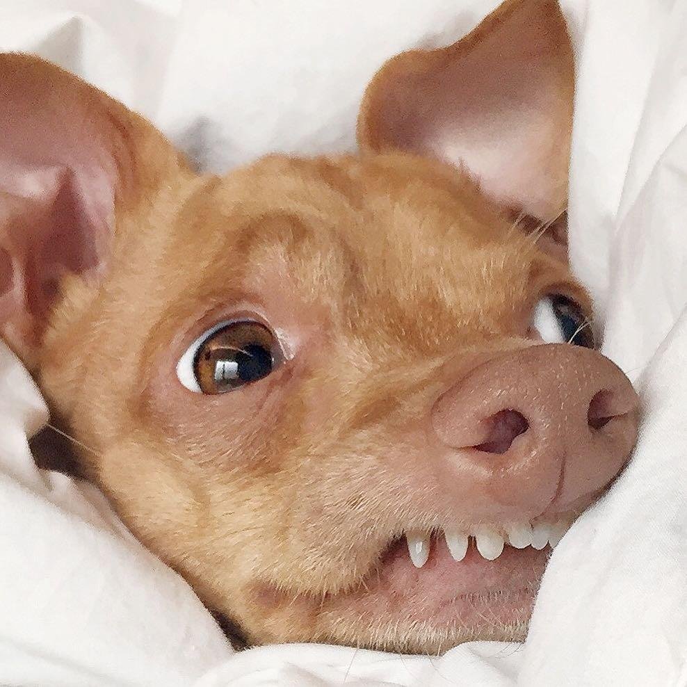 Собачья улыбка