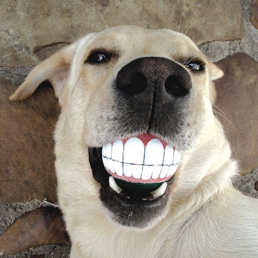 Собака с тюльпанами