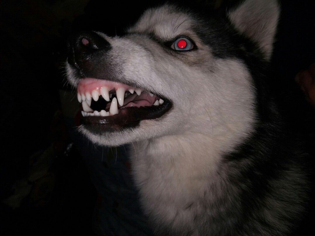 Хаски оскал