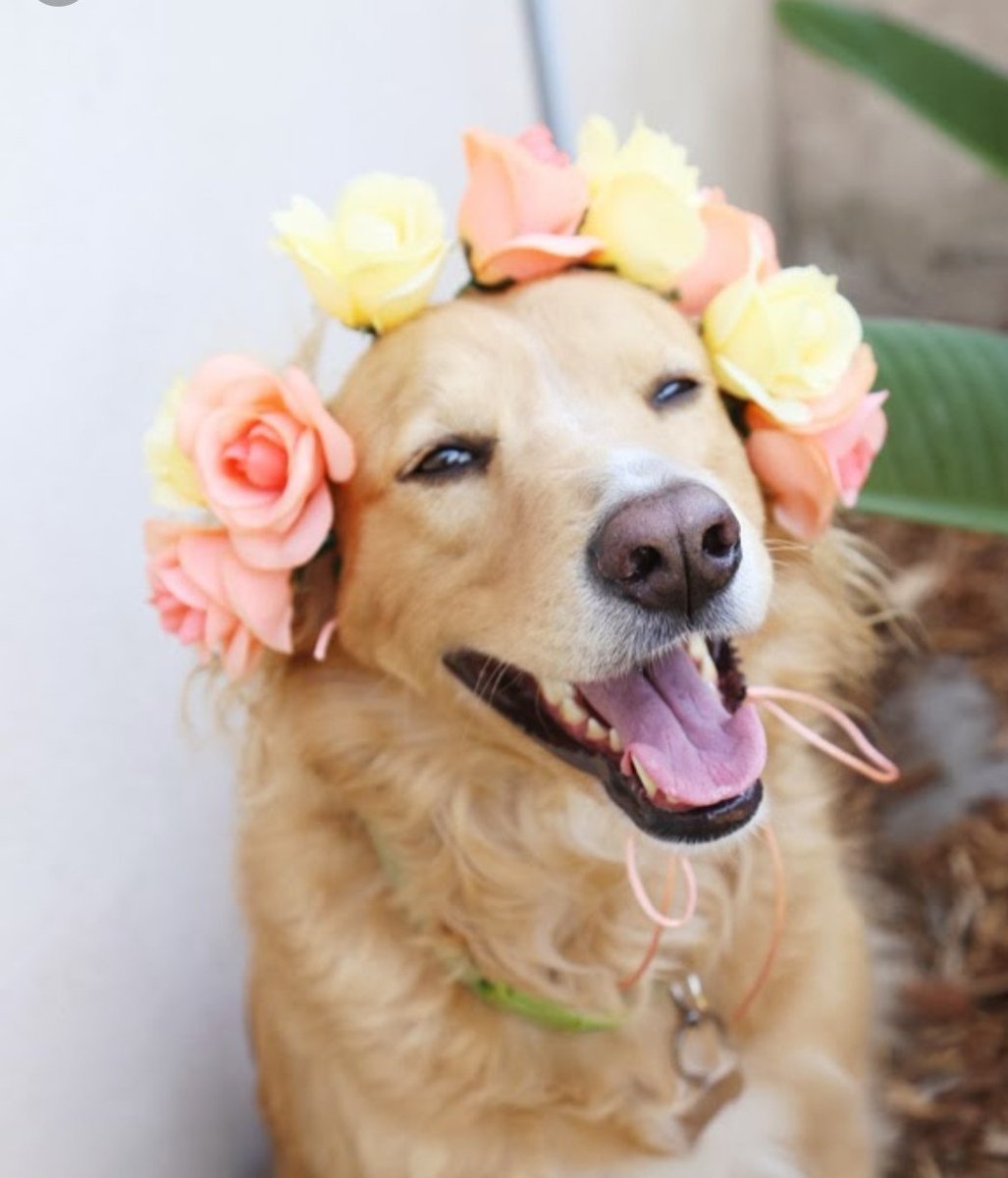 Улыбка собаки с зубами