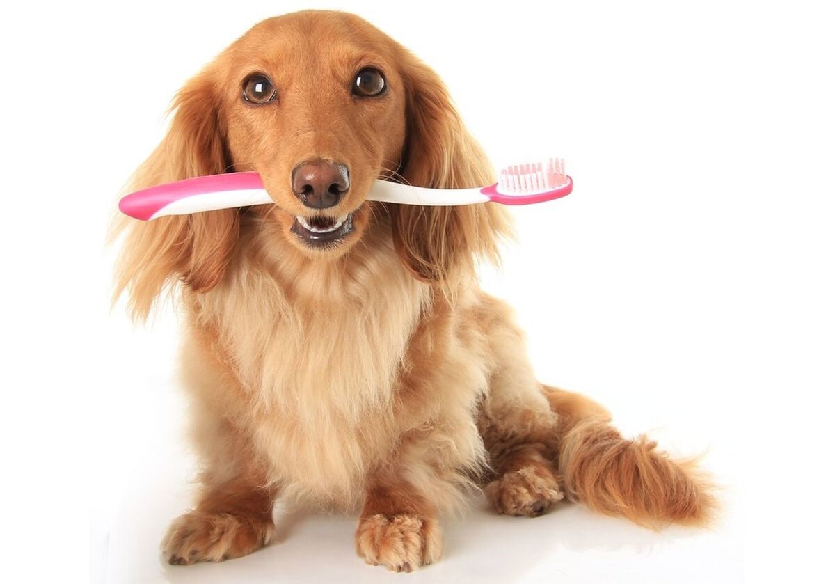 Кошаки улыбаки