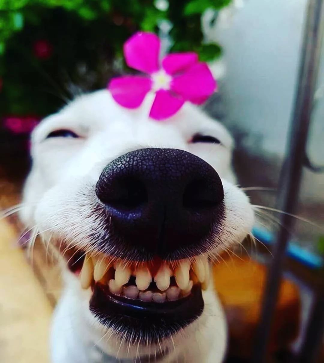 Смешные собаки