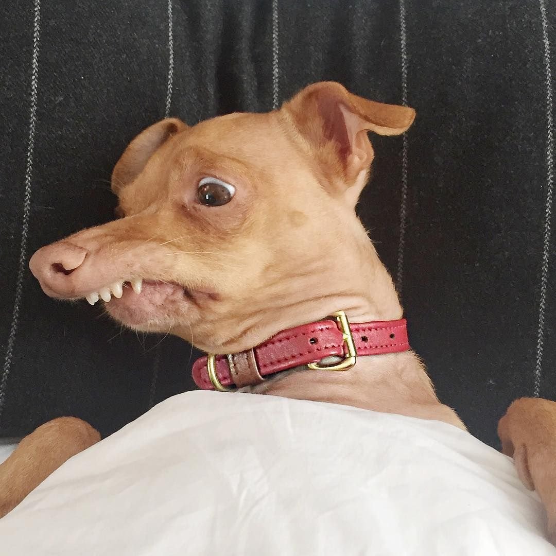 Сибирская хаски оскал