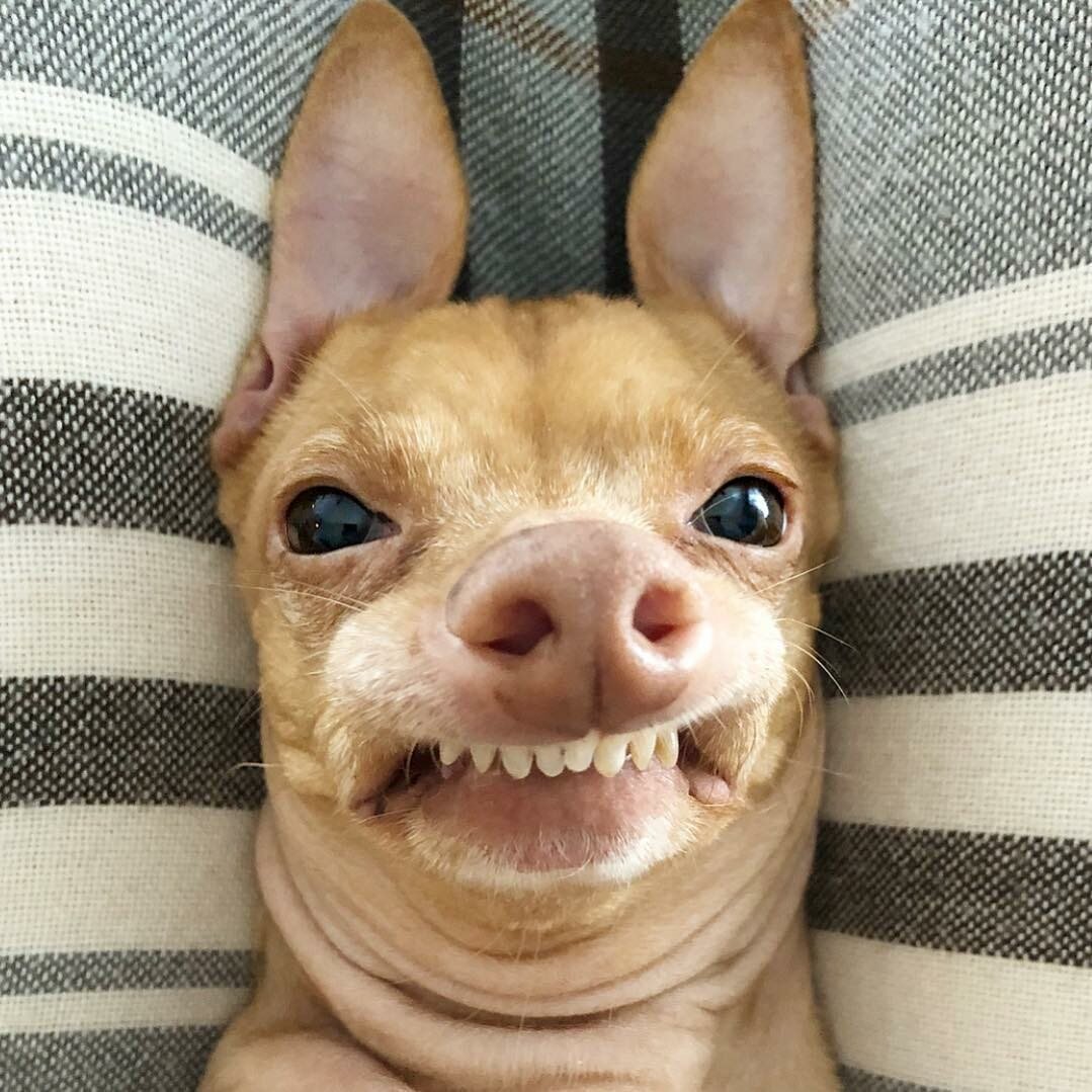 Собака с человеческими зубами