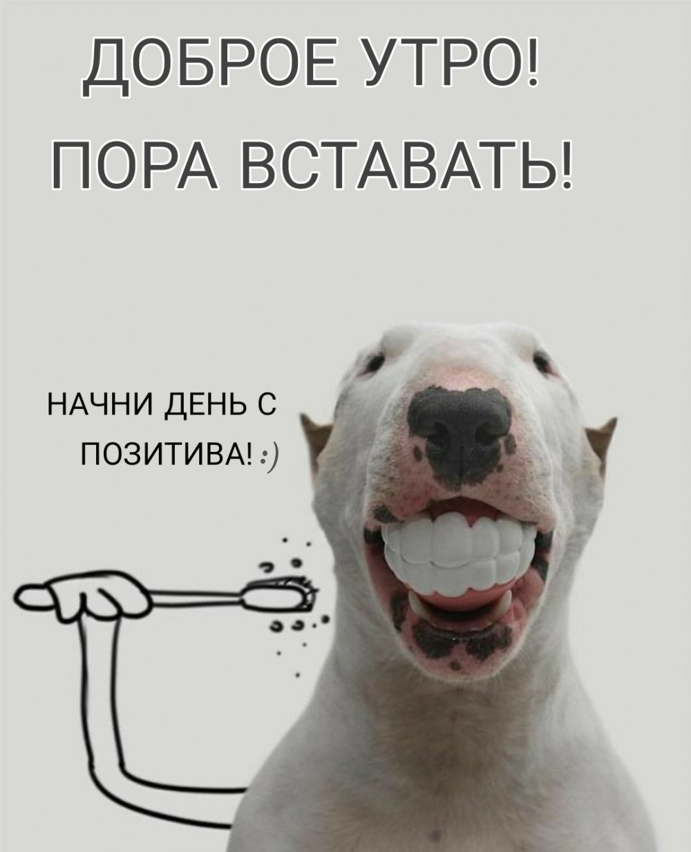 Джек Рассел улыбается