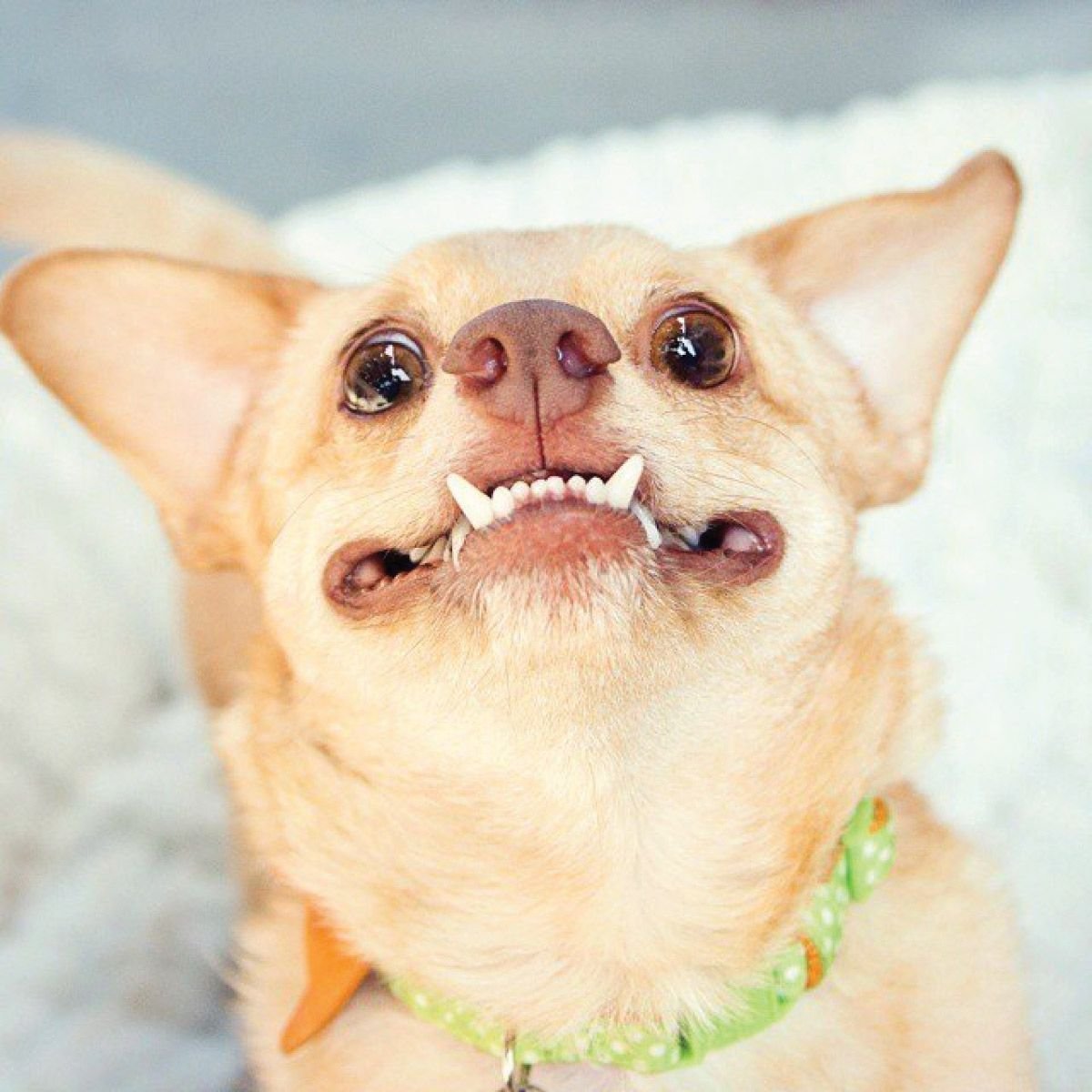 Чивини Туна