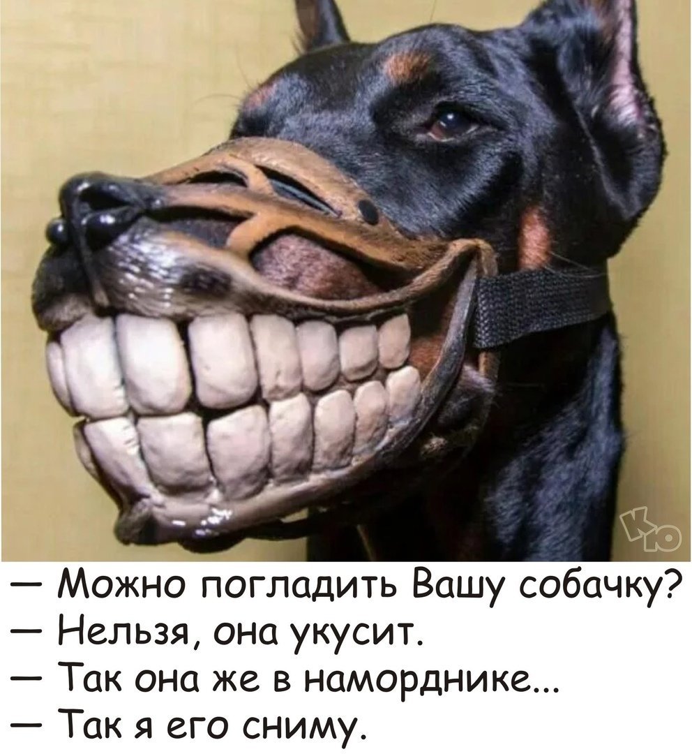 Немецкая овчарка злая