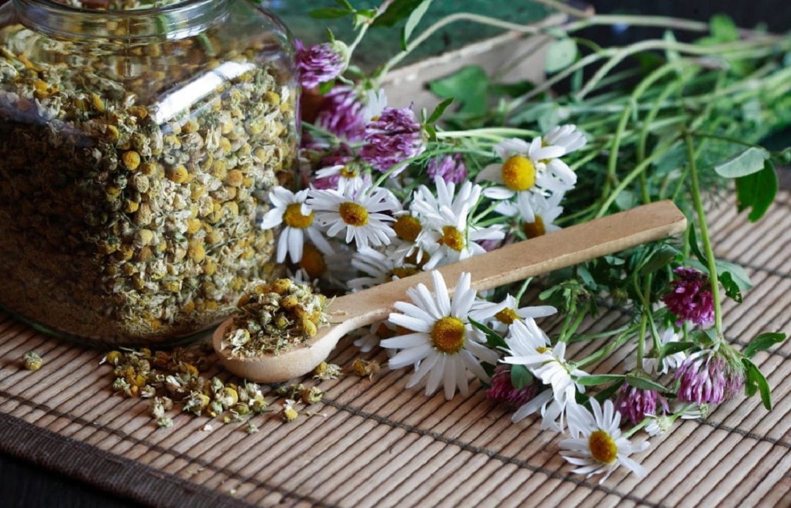 Лекарственные растения