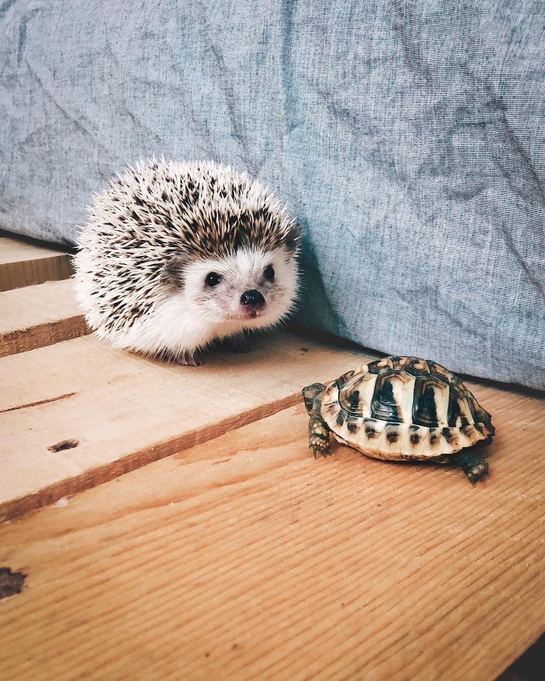 Милые ежики