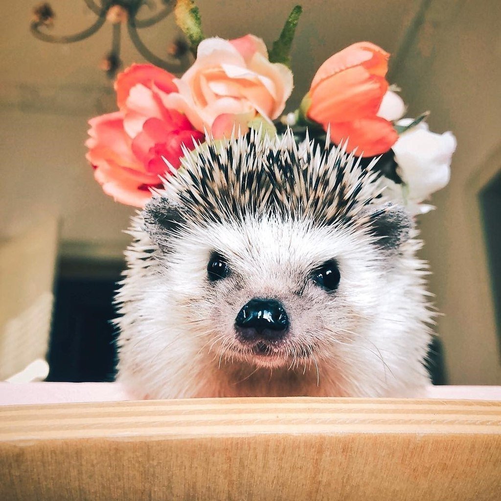 Ёжики милашки