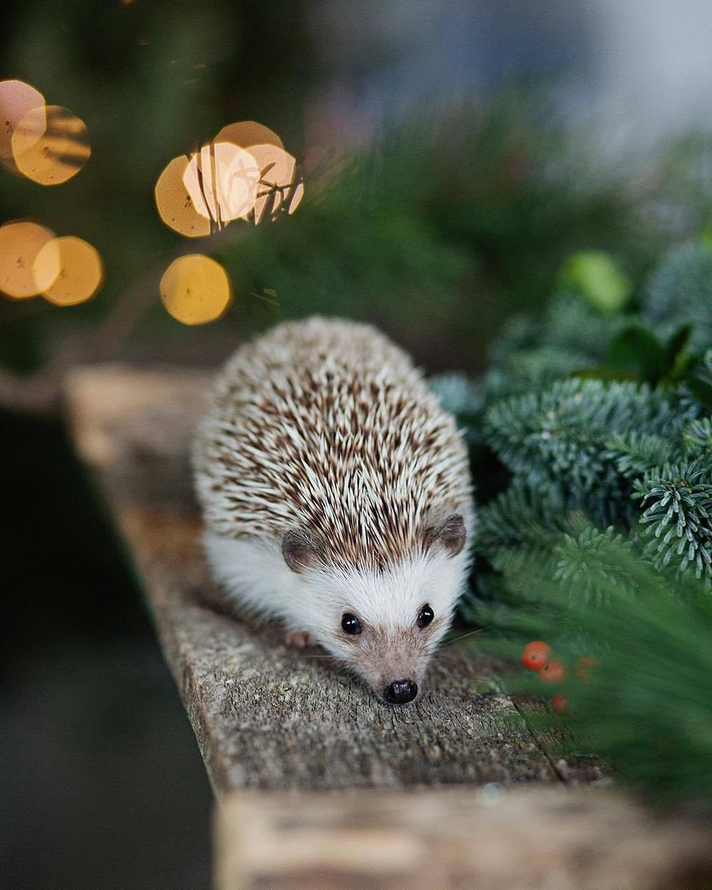 Ежик Ежик Ежик