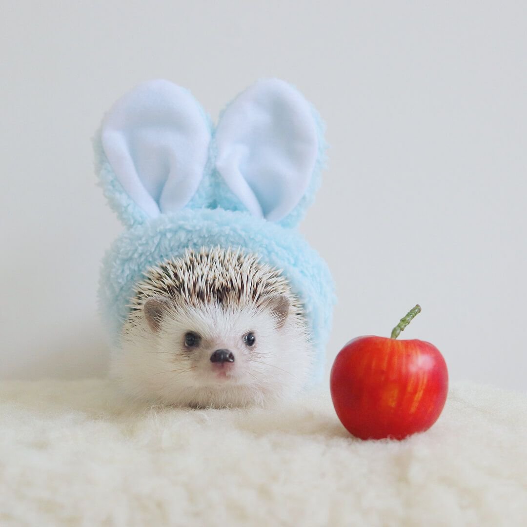 Милые ежики