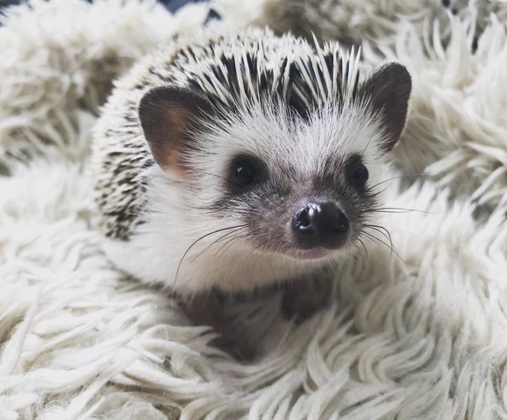 Милые ежики