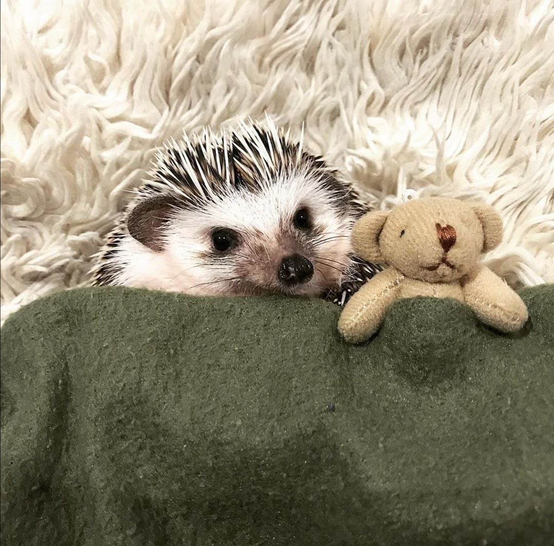 Ёжики милашки