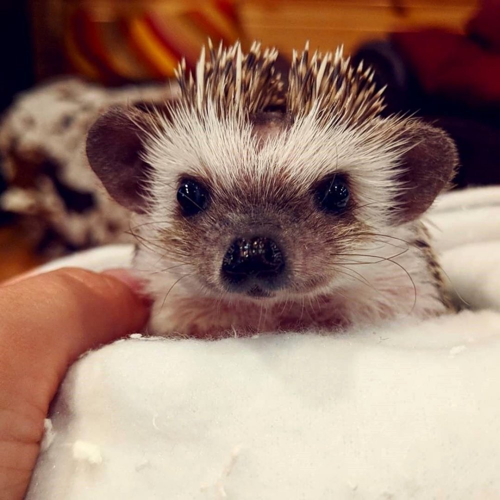 Миленький Ежик