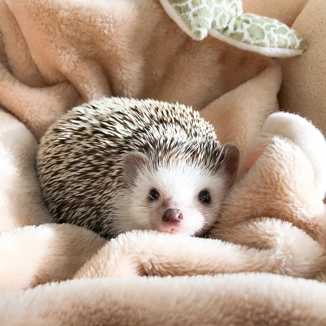 Милые маленькие ежата