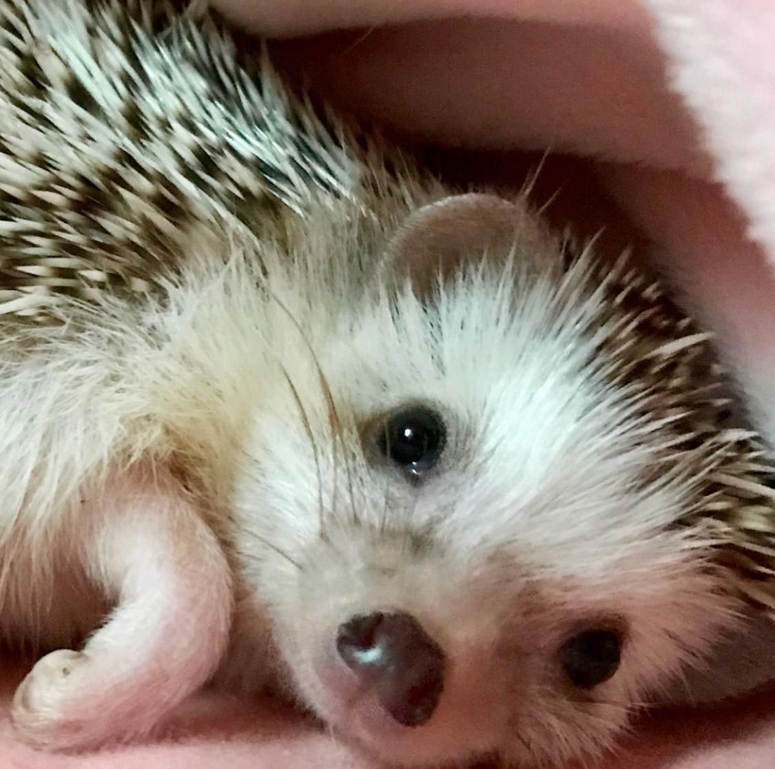 Ежата ежата