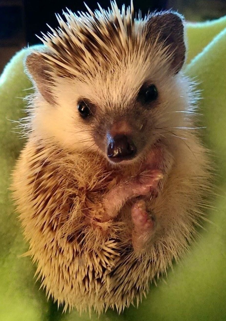 Милый Ежик