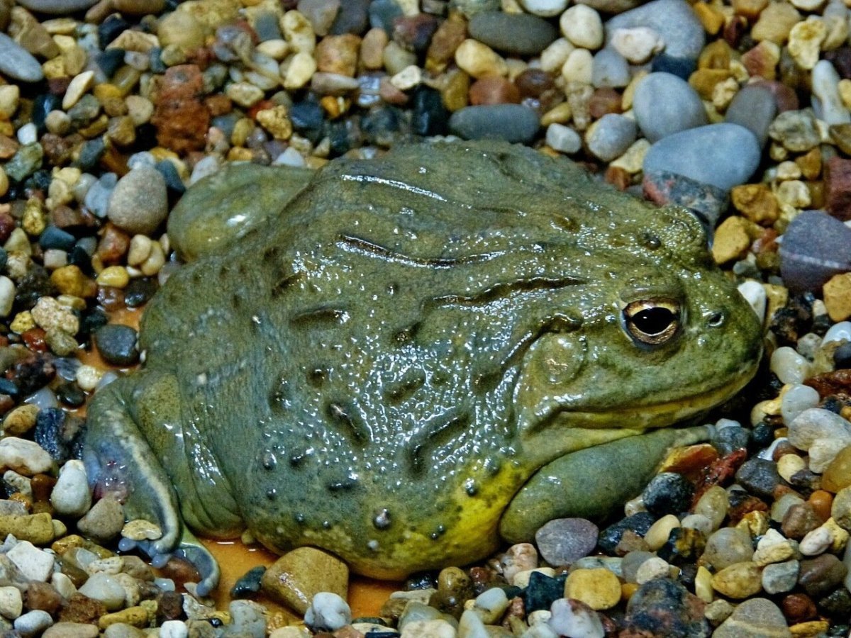 Лягушка водонос (роющая лягушка)