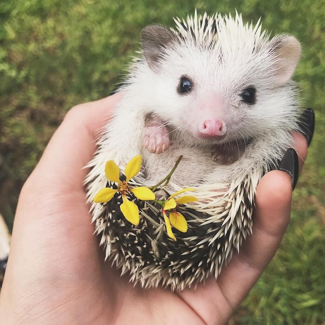 Милые ежики