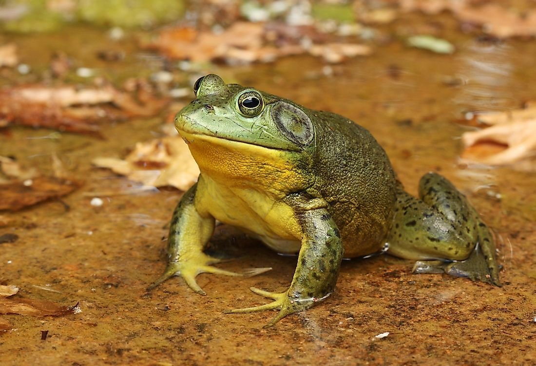 Американская лягушка бык