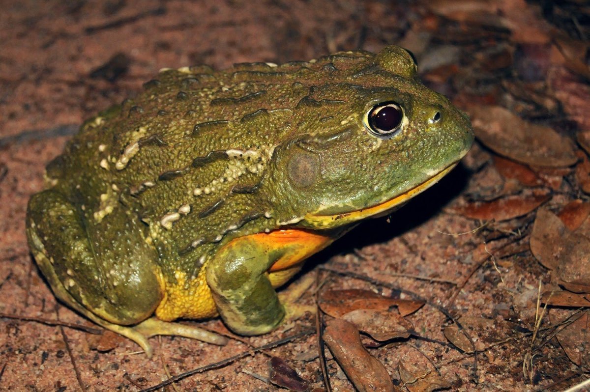 Лягушка бык водонос