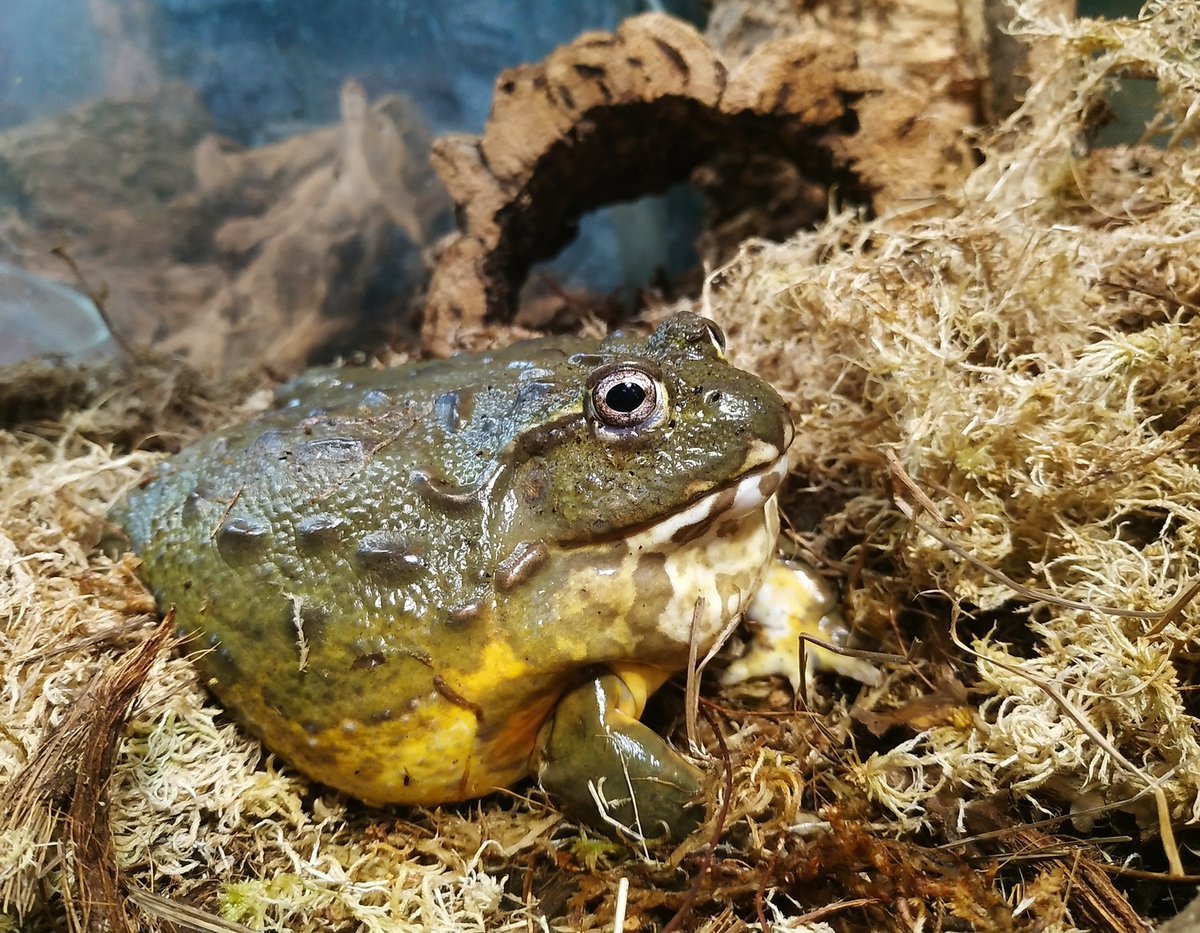 Лягушка бык водонос